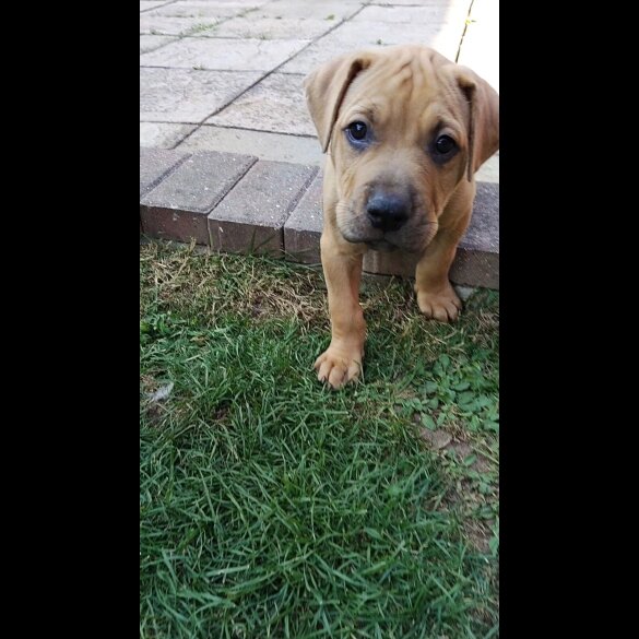 Staffordshire Bull Terrier - Dogs