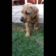 Staffordshire Bull Terrier - Dogs