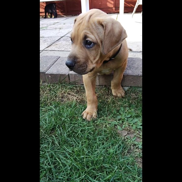 Staffordshire Bull Terrier - Dogs