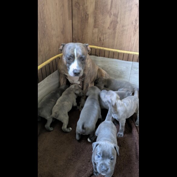Staffordshire Bull Terrier - Dogs