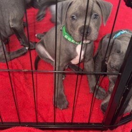 Staffordshire Bull Terrier - Dogs