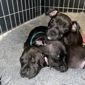 Staffordshire Bull Terrier - Bitches