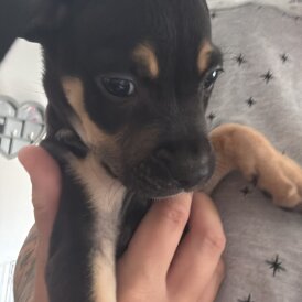 Staffordshire Bull Terrier - Both