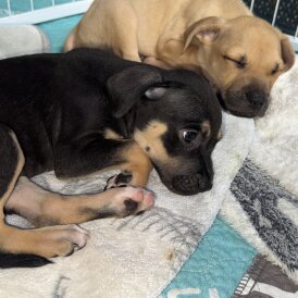 Staffordshire Bull Terrier - Both