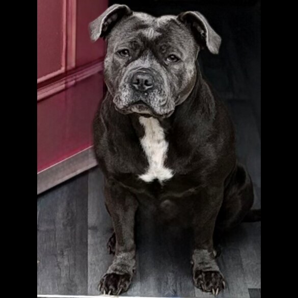 Staffordshire Bull Terrier - Both