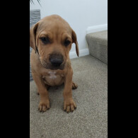 Staffordshire Bull Terrier - Dogs