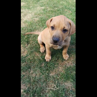 Staffordshire Bull Terrier - Dogs