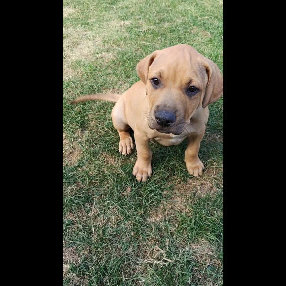 Staffordshire Bull Terrier - Dogs