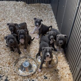Staffordshire Bull Terrier - Both
