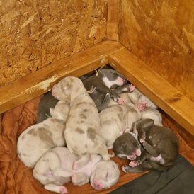American Bulldog - Both
