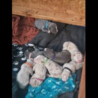 American Bulldog - Both