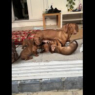 Dachshund (Standard &amp; Miniature) - Both