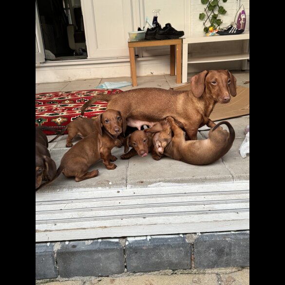 Dachshund (Standard &amp; Miniature) - Both