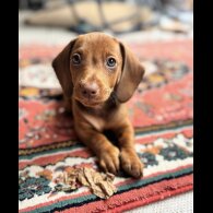 Dachshund (Standard &amp; Miniature) - Both