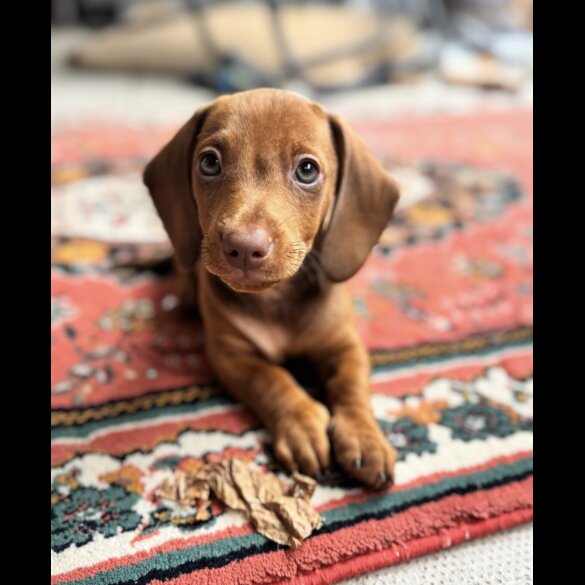 Dachshund (Standard &amp; Miniature) - Both