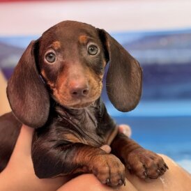 Dachshund (Standard &amp; Miniature) - Both