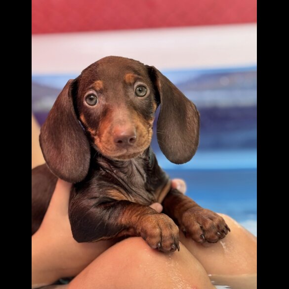 Dachshund (Standard &amp; Miniature) - Both