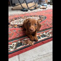 Dachshund (Standard &amp; Miniature) - Both