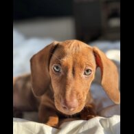 Dachshund (Standard &amp; Miniature) - Both