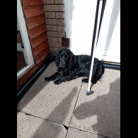 Cocker Spaniel (Working &amp; Show)