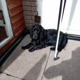 Cocker Spaniel (Working &amp; Show)