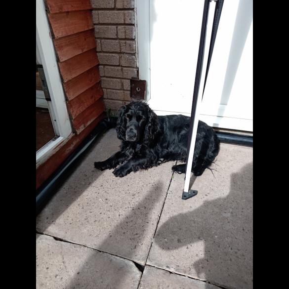 Cocker Spaniel (Working &amp; Show)