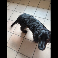 Cocker Spaniel (Working &amp; Show)