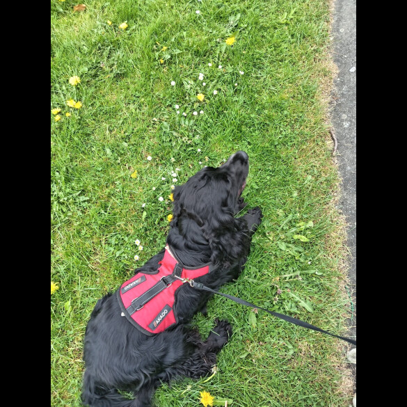 Cocker Spaniel (Working &amp; Show)