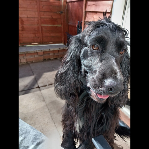 Cocker Spaniel (Working &amp; Show)