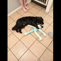 Cocker Spaniel (Working &amp; Show)