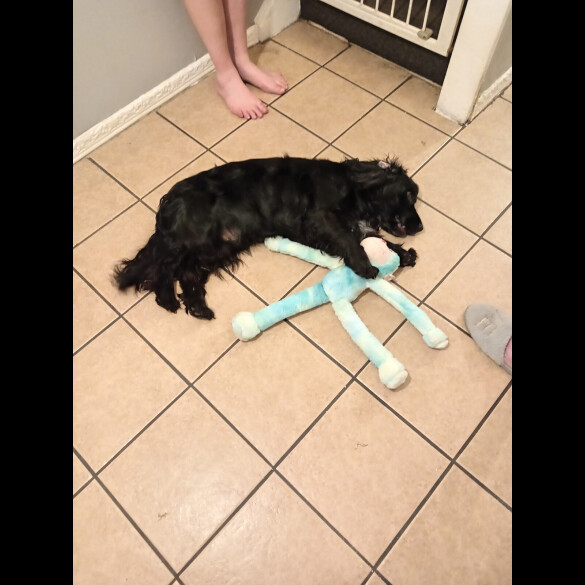Cocker Spaniel (Working &amp; Show)