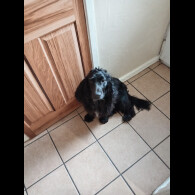 Cocker Spaniel (Working &amp; Show)