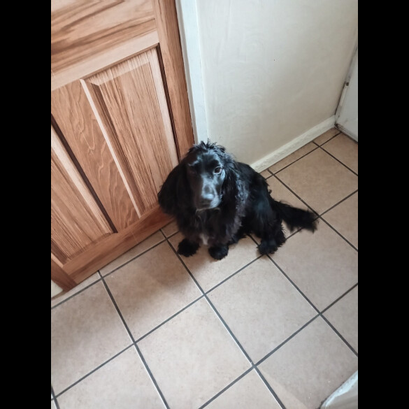 Cocker Spaniel (Working &amp; Show)