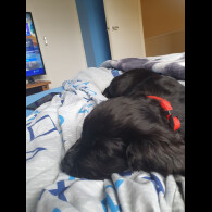 Cocker Spaniel (Working &amp; Show)