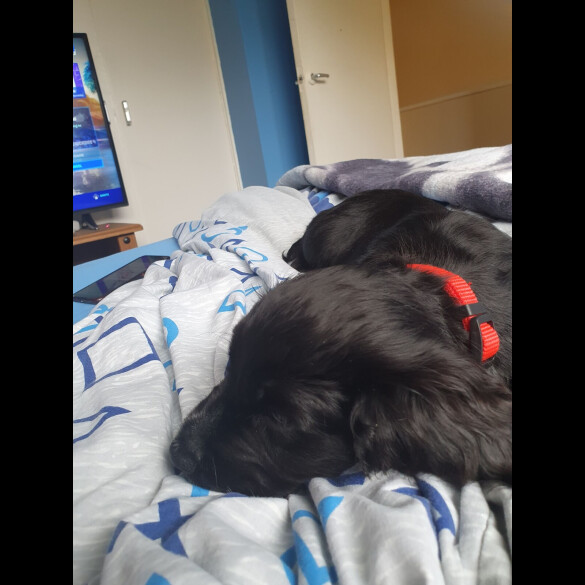 Cocker Spaniel (Working &amp; Show)