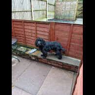 Cocker Spaniel (Working &amp; Show)