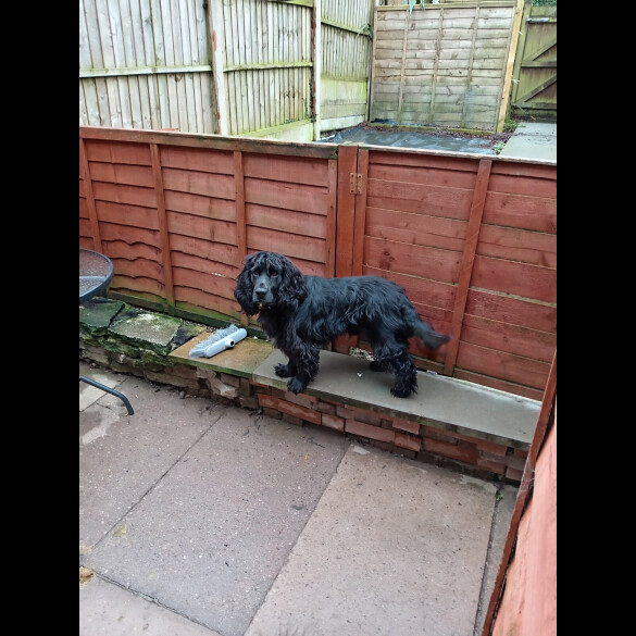 Cocker Spaniel (Working &amp; Show)