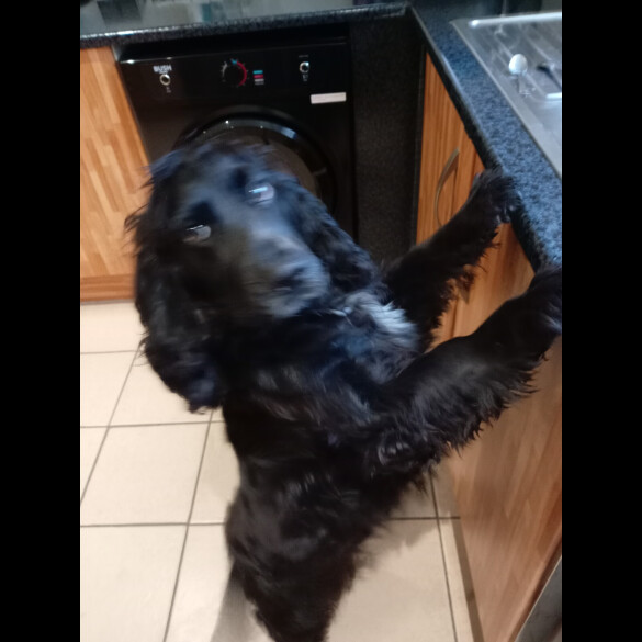 Cocker Spaniel (Working &amp; Show)