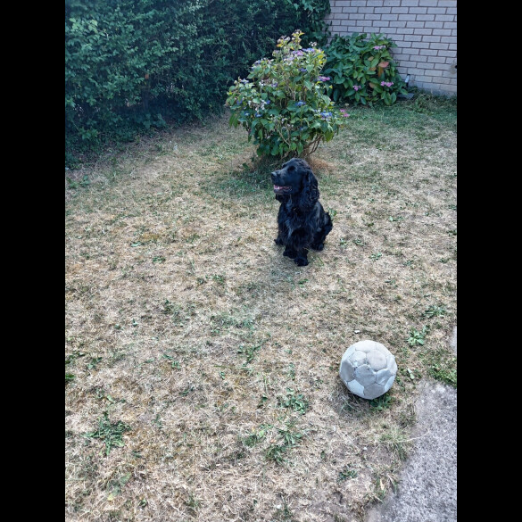 Cocker Spaniel (Working &amp; Show)