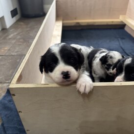 Border Collie - Both