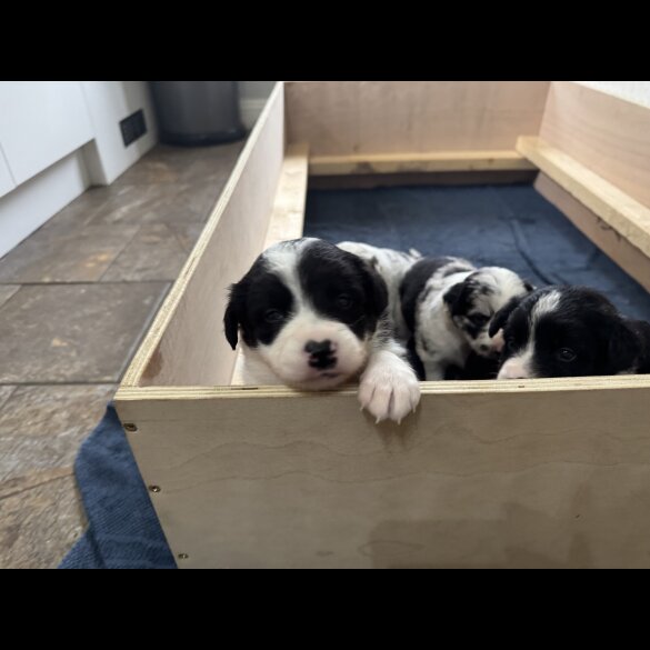 Border Collie - Both