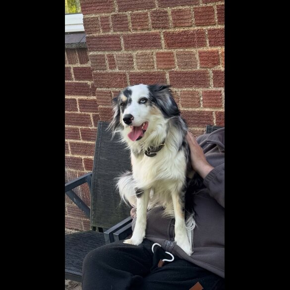 Border Collie - Both
