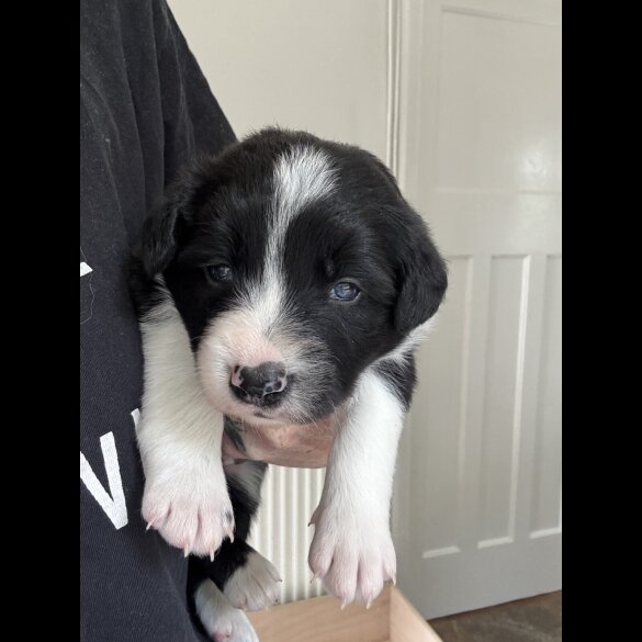 Border Collie - Both