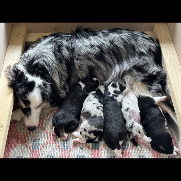 Border Collie - Both