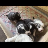 Border Collie - Both