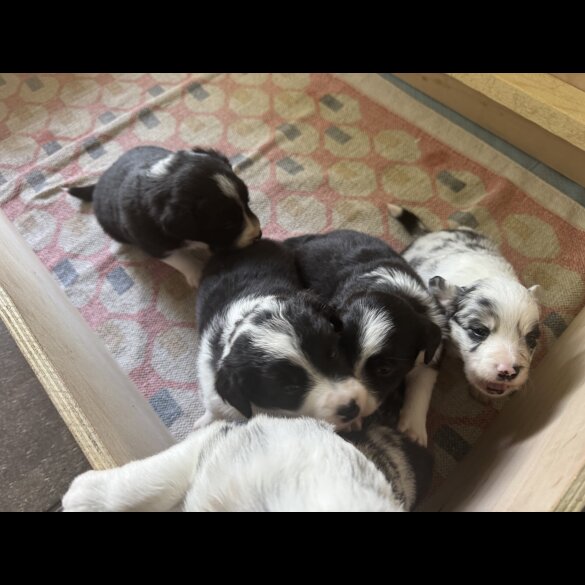 Border Collie - Both