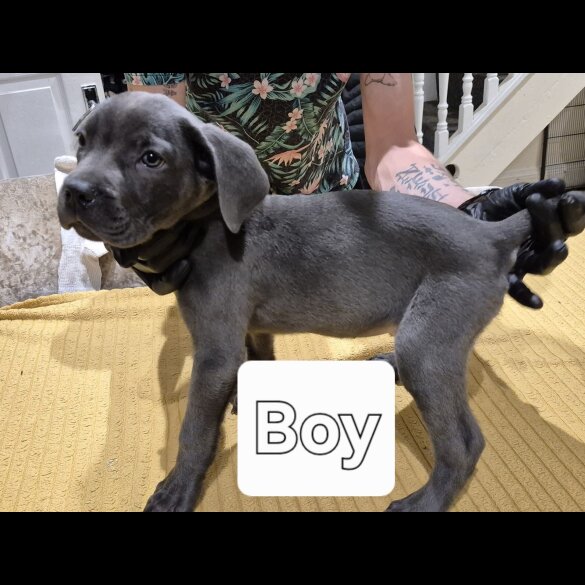 Cane Corso - Both