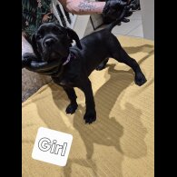 Cane Corso - Both