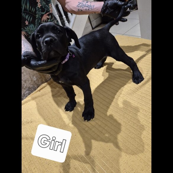 Cane Corso - Both