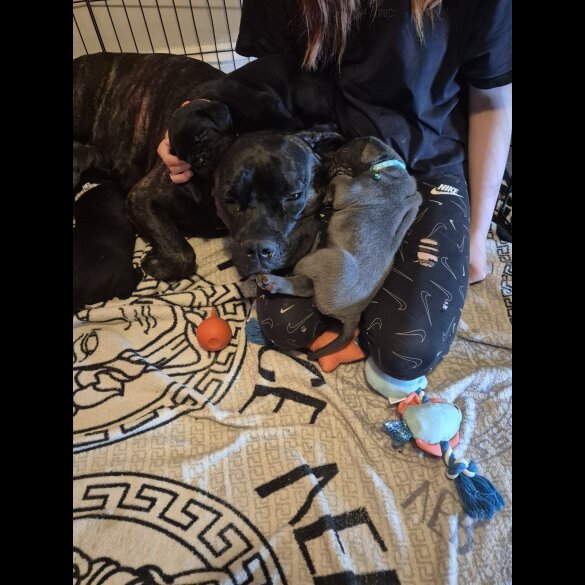 Cane Corso - Both